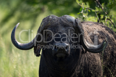 Close-up of Cape buffalo glaring at camera