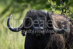 Close-up of Cape buffalo glaring at camera