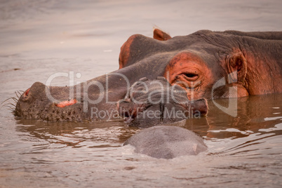 Close-up of baby hippopotamus resting on mother