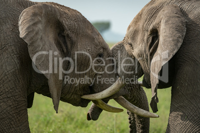 Close-up of African elephants fighting in meadow