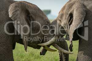 Close-up of African elephants fighting in meadow