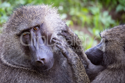 Female olive baboon grooms male in close-up