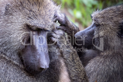 Female olive baboon grooming one in close-up