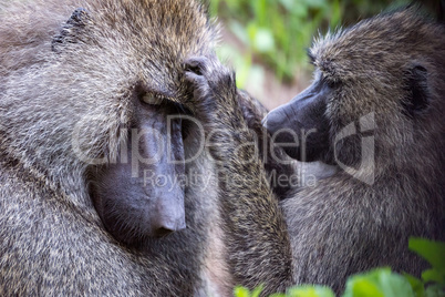 Female olive baboon grooming mate in close-up