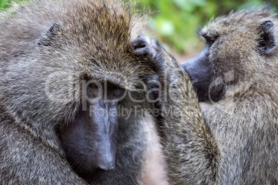 Female olive baboon grooming male in close-up