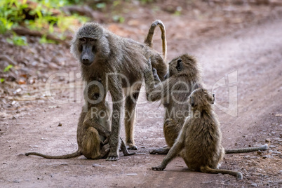 Female olive baboon groomed by three others