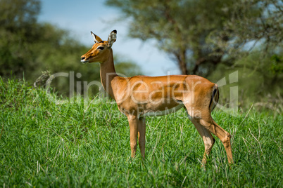 Female impala with head turned in grass