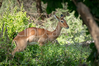 Female impala looks at camera among bushes