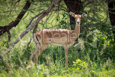 Female impala in profile standing by tree