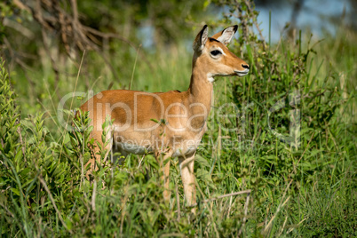 Female impala in profile in tall bushes