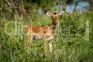 Female impala facing right in tall bushes