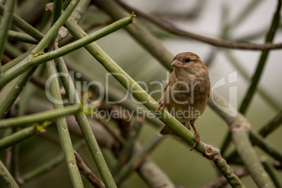 Female house sparrow facing camera on branch