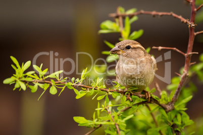 Female house sparrow on branch facing left