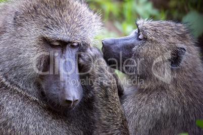 Female grooms male olive baboon in close-up