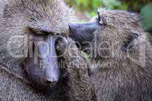 Female grooming male olive baboon in close-up