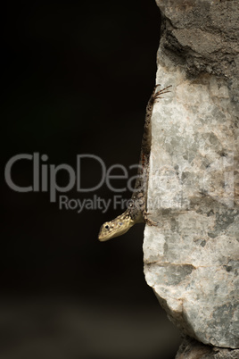 Female agama lizard clinging to stone wall