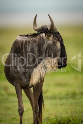 Close-up of white-bearded wildebeest standing head turned