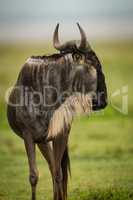 Close-up of white-bearded wildebeest standing head turned