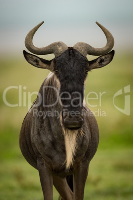 Close-up of white-bearded wildebeest standing facing camera