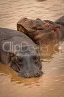 Close-up of two sleeping hippopotamus in pool