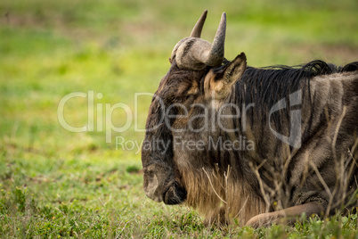 Close-up of white-bearded wildebeest lying on grass
