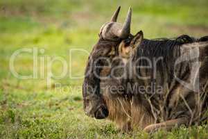 Close-up of white-bearded wildebeest lying on grass