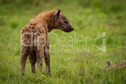 Close-up of spotted hyena looking towards another