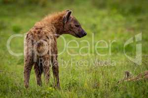 Close-up of spotted hyena looking towards another