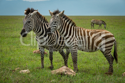 Close-up of two plains zebra facing camera