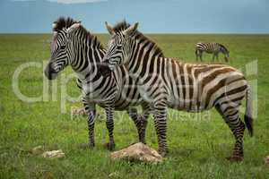 Close-up of two plains zebra facing camera