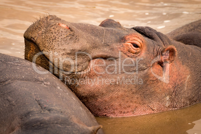 Close-up of smiling hippopotamus resting in pool