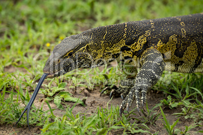 Close-up of monitor lizard flicking tongue out