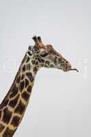 Close-up of Masai giraffe with tongue out