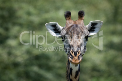 Close-up of Masai giraffe head against trees