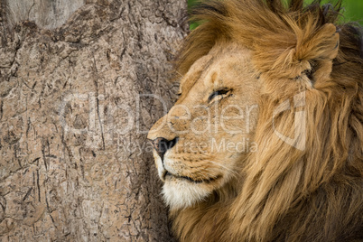 Close-up of male lion with eyes closed