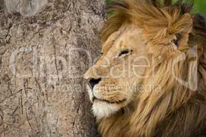 Close-up of male lion with eyes closed