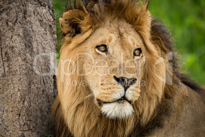 Close-up of male lion turning head right