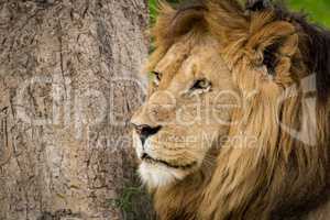 Close-up of male lion near tree trunk