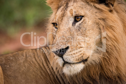 Close-up of male lion looking over shoulder
