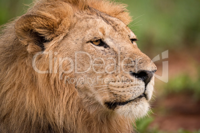 Close-up of male lion head with scar