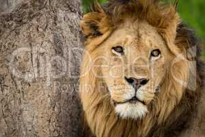 Close-up of male lion head beside tree
