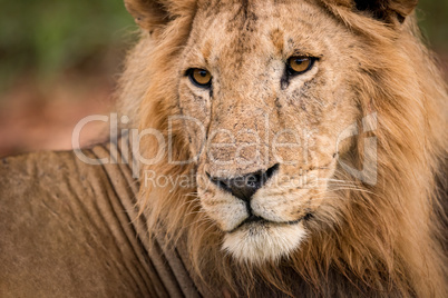 Close-up of male lion head and back
