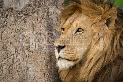 Close-up of male lion by scratched trunk