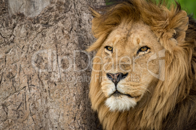 Close-up of male lion by scratched tree