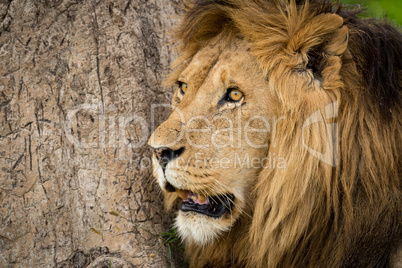 Close-up of male lion beside tree trunk