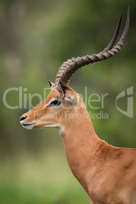 Close-up of male impala standing in grassland