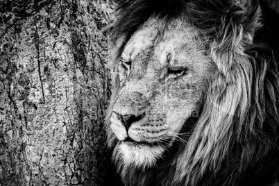 Close-up of male lion beside scratched tree