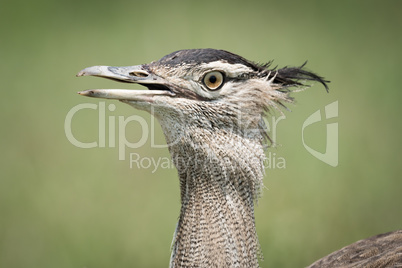 Close-up of Kori bustard with beak open