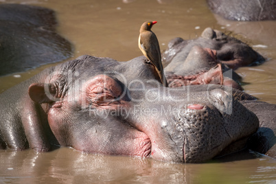 Close-up of hippopotamus with oxpecker in water