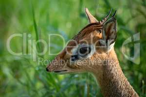 Close-up of Kirk dik-dik head in grass